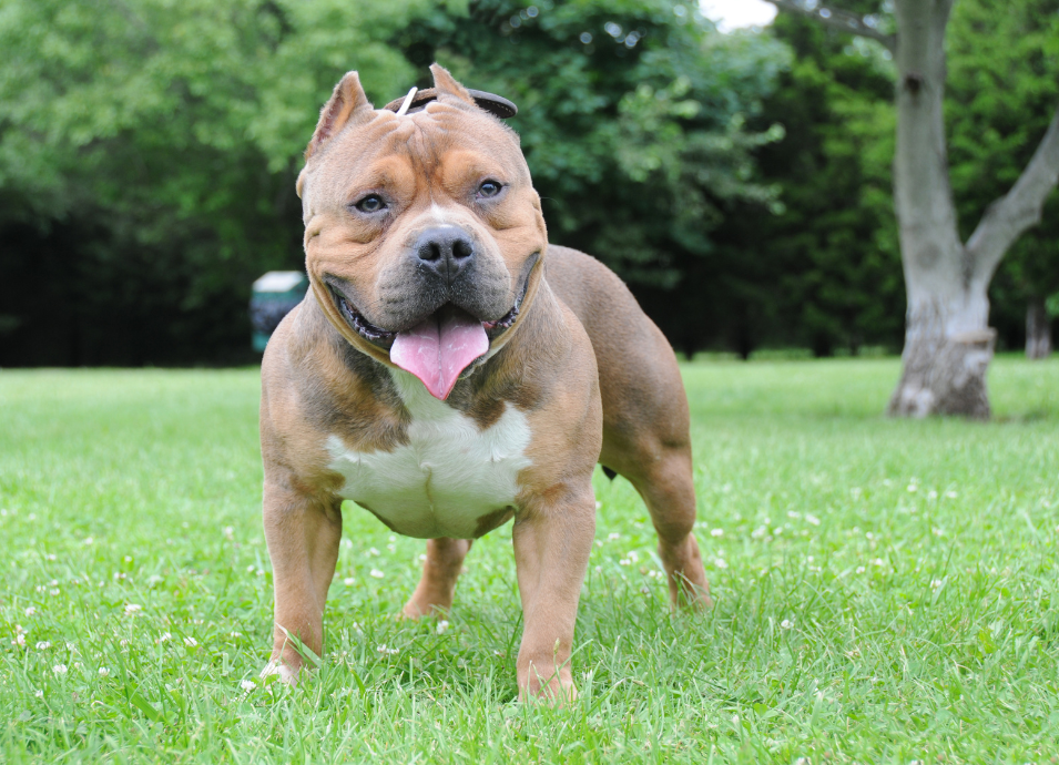 XL bully An XL bully dog on the grass