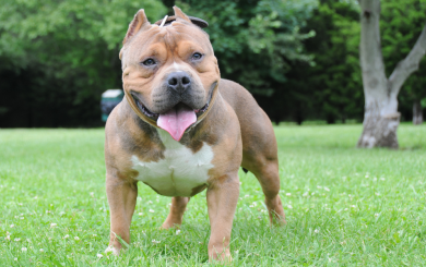 An XL bully dog on the grass