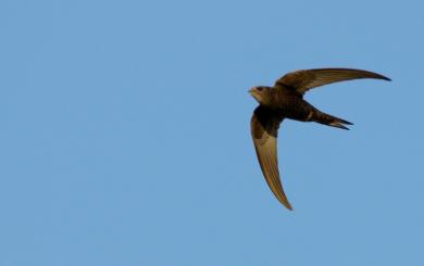 A swift in flight with its wings spread soaring in a blue sky