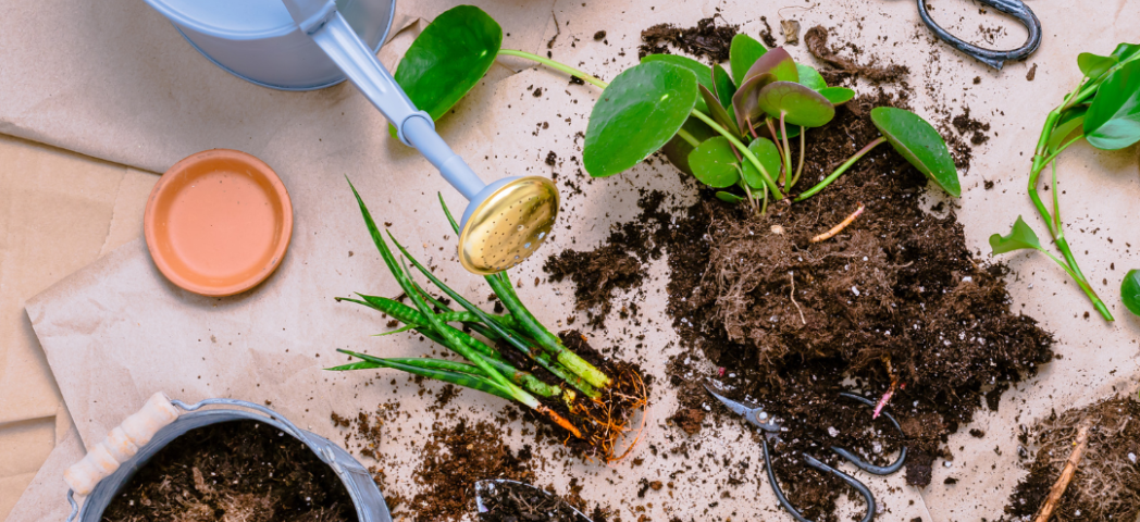 An array of gardening tools around an unpotted plant