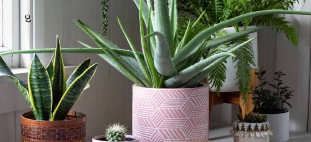 Assorted house plants in a variety of pots