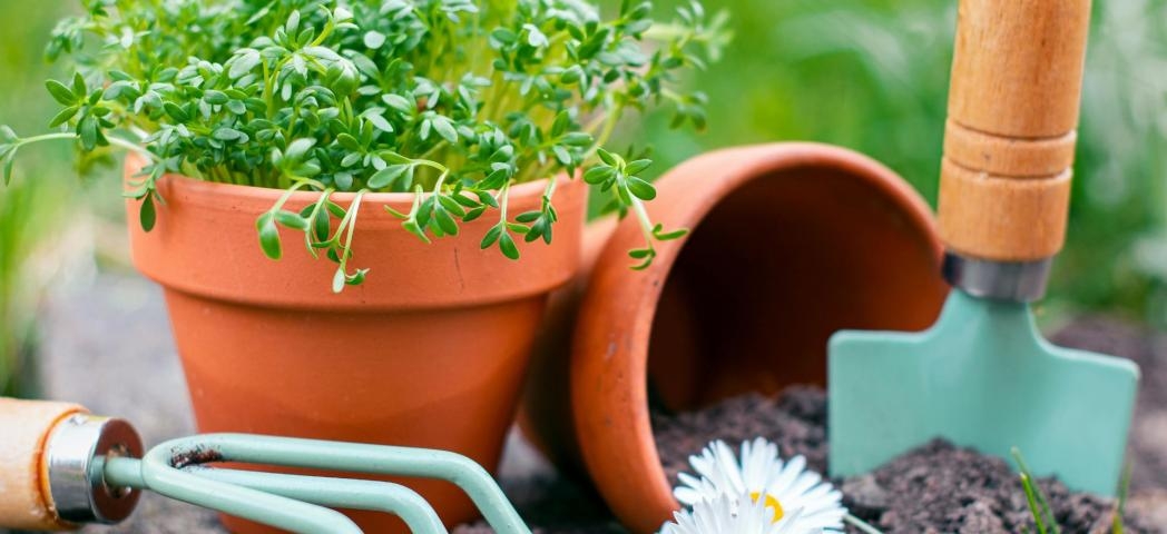 A terracotta pot of green seedlings sits beside gardening tools and a tipped pot of soil, with white daisies in the foreground.