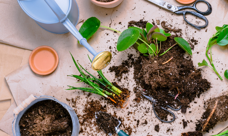 An array of gardening tools around an unpotted plant