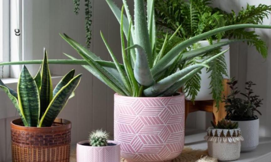 Assorted house plants in a variety of pots