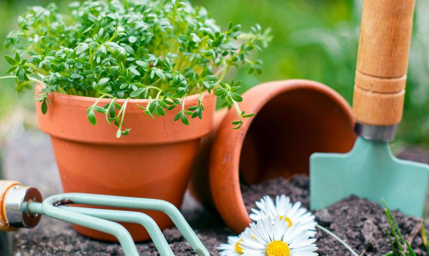 A terracotta pot of green seedlings sits beside gardening tools and a tipped pot of soil, with white daisies in the foreground.