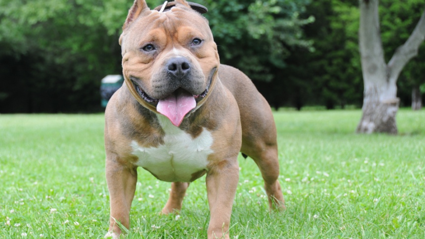 An XL bully dog on the grass