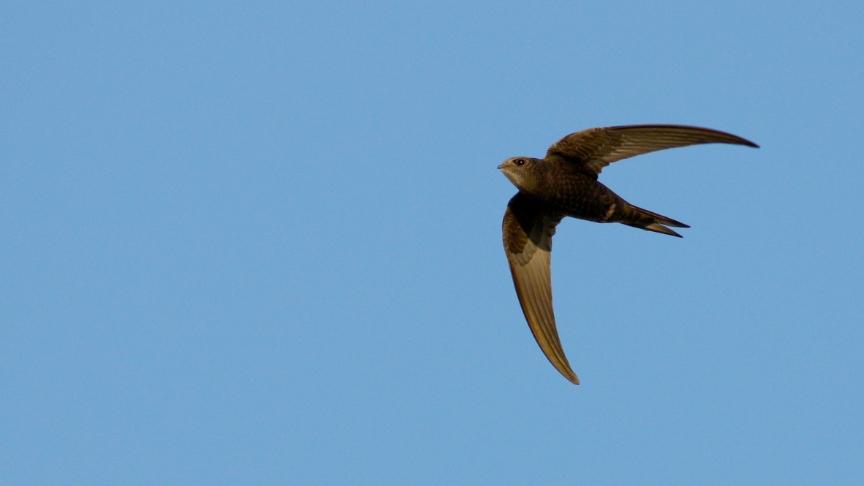 A swift in flight with its wings spread soaring in a blue sky
