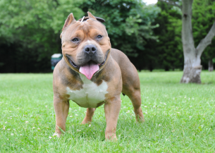 An XL bully dog on the grass